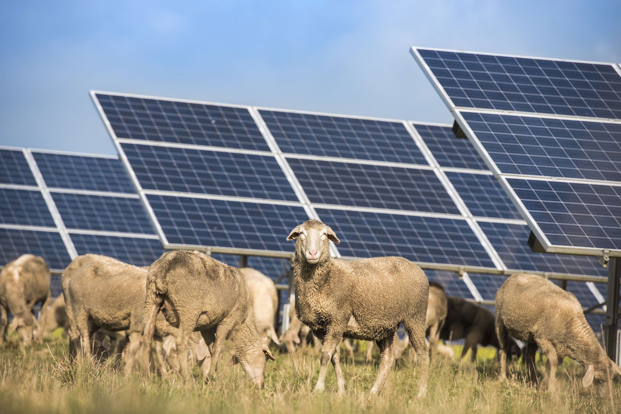 Kender du Agrivoltaics?